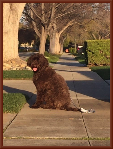 Kimble at Two Years Old